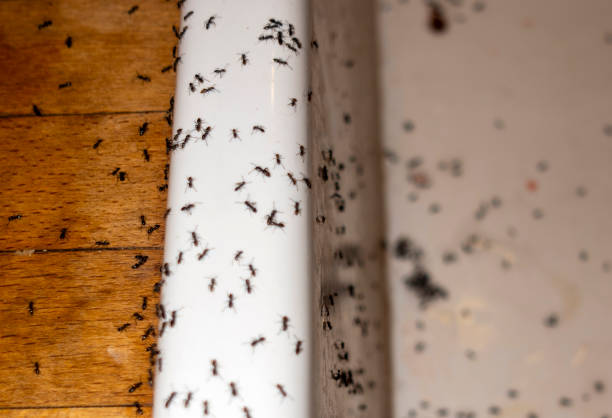 Wasp Removal Services in Siler City, NC